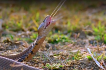 El mecanismo de proyección consiste