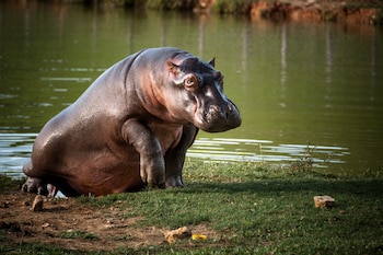 El problema de esta especie invasora inició cuando el narcotraficante Pablo Emilio Escobar Gaviria decidió traer varios ejemplares para la Hacienda Nápoles - crédito Felipe Villegas/Instituto Humboldt