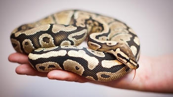 La pitón invasora que podría convertirse en un problema en España: es uno de los reptiles más vendidos como mascota exótica en todo el mundo