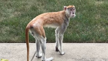 El animal se escapó de