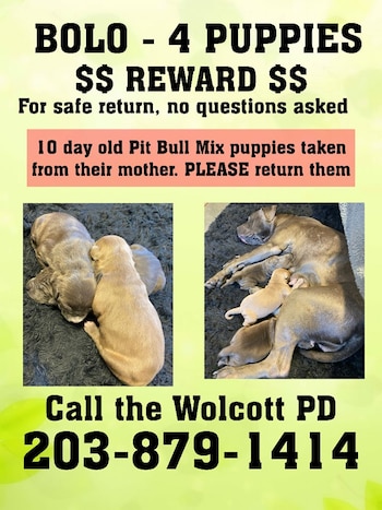 La policía de Wolcott y