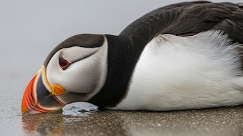Las muertes masivas de aves