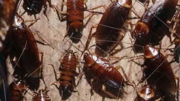 La ciudad que está sufriendo