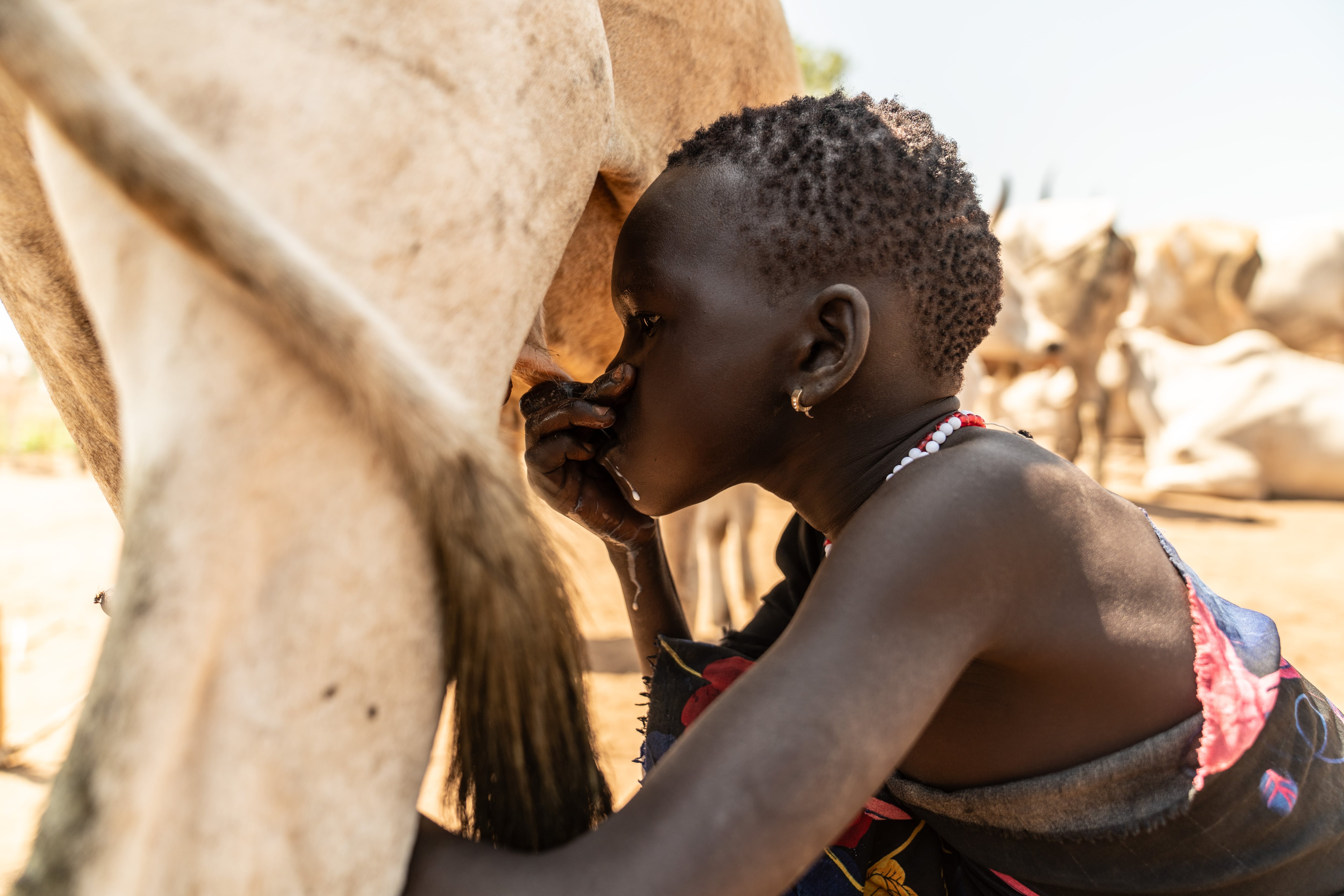 Un niño mundari tomando leche directamente de la vaca