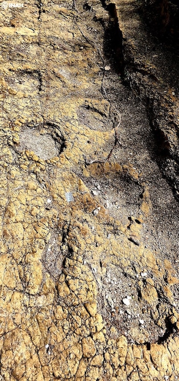 Especialsitas han resguardado la zona.
FOTO: