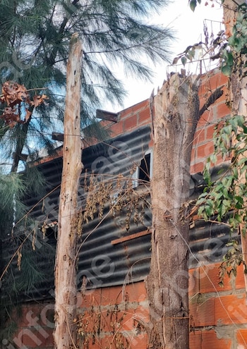 Invasión de ramas, grietas en un tapial y un juicio entre vecinos: la Justicia obliga a una mujer a podar árboles y plantas