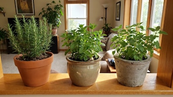 Tres plantas que mantienen las cucarachas fuera de tu casa y que consigues en cualquier mercado