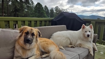 Un perro de pelaje dorado y otro blanco sentados en un sofá de exterior. Detrás, árboles, una barbacoa cubierta y un cielo nublado