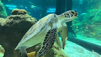 El acuario contará con distitntos