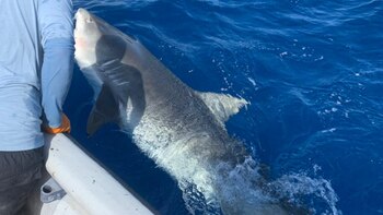 Imagen DLSFDFXY5ZDFXAYG4SEUMTL57Q