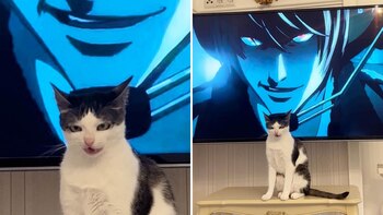 La felina tiene un rostro