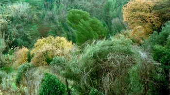 "Ruge el Bosque" es una