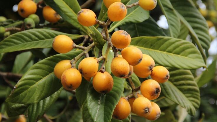 Cómo preparar agua de níspero para adelgazar, regular azúcar en la sangre y desintoxicar el hígado graso(Pinterest)