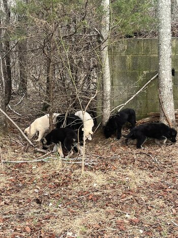 pastores alemanes, perros, razas de perros, animales, mascotas, noticias de animales, noticias de mascotas, rescate animal, abandono animal, maltrato animal