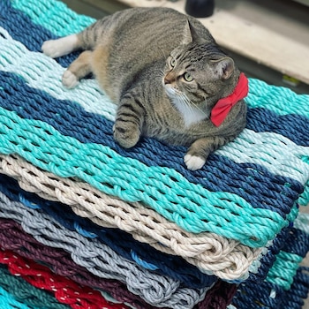 De la calle al estrellato laboral: tres historias de gatos que se volvieron jefes (Instagram shopperstv)