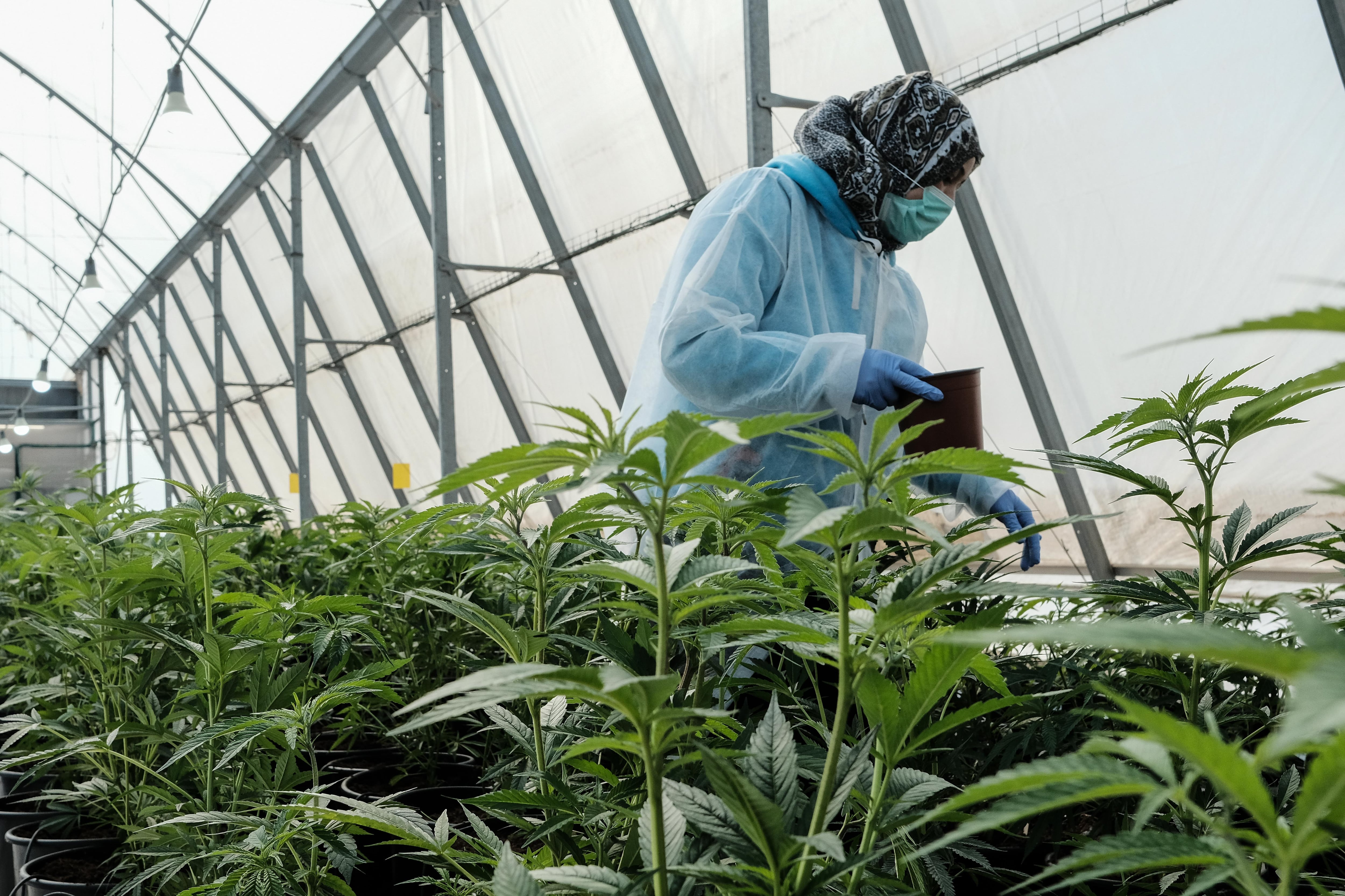 La UBA advirtió que el cerebro continúa su desarrollo hasta los 25 años y que la exposición al THC en esa etapa puede afectar el juicio, la atención y el control de impulsos. (Europa Press/Contacto/Nir Alon)
