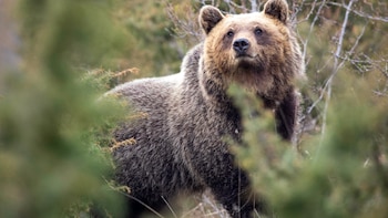 Científicos analizaron cómo cambió la