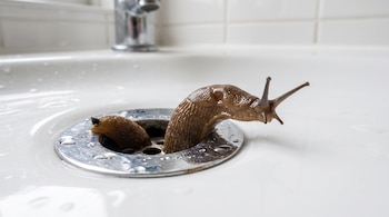 Una babosa marrón con tentáculos oculares sobresale del desagüe metálico de un lavabo blanco frente a un grifo.