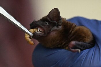 Gorecka considera a los murciélagos