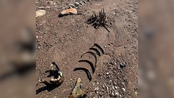Una mandíbula humana apareció en el lago Mead, donde el retroceso del agua ya había expuesto un asesinato sin resolver