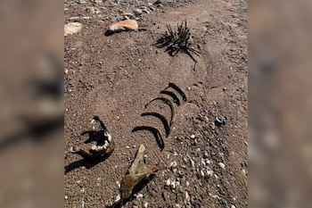 Fragmentos de huesos, entre ellos una mandíbula con dientes y varias costillas, reposan sobre un terreno seco y pedregoso