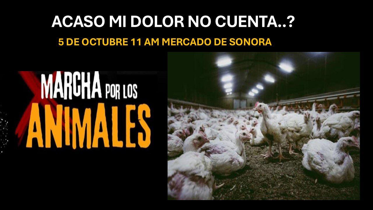 Activistas plantearon sus exigencias al gobierno durante la marcha. (FB Alianza Nacional Un Millón de Esperanzas)