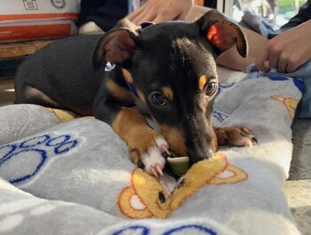 Debido a que el incidente