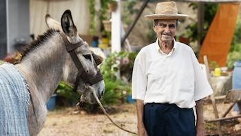 Día Mundial del Burro: origen, razones y desafíos de una celebración global para un animal esencial