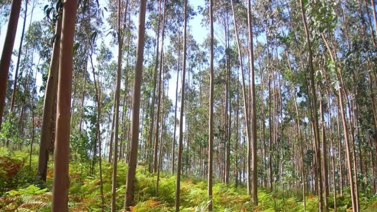 El país posee alrededor de 1,3 millones de hectáreas de plantaciones forestales, de las cuales aproximadamente el 75% se concentra en la Mesopotamia (Revista Chacra)