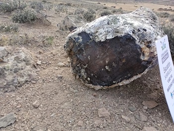 Los troncos fósiles corresponden a especies de coníferas y angiospermas que habitaron la Patagonia durante el período Eoceno, hace aproximadamente 50 millones de año