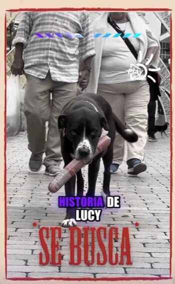 La perrita se hizo viral