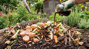Mano enguantada vierte líquido de jarra de vidrio sobre pila de compost con cáscaras de huevo, restos vegetales, hojas secas, rastrillo, lombrices e insectos en jardín.