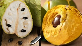 ¿Cuáles son los alimentos que