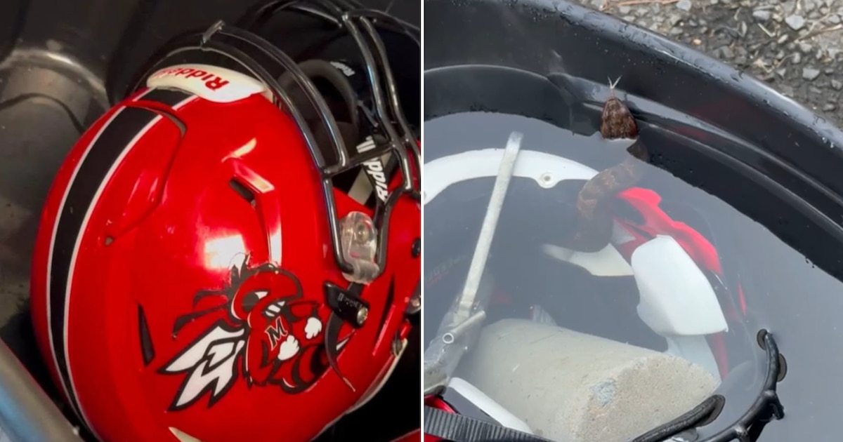 Photo: infobae.com Arkansas High School Football Player Finds Venomous Snake Inside Helmet During Practice