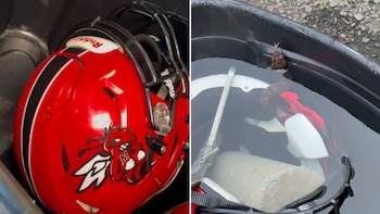 Un jugador de fútbol americano en Arkansas entrenó con una serpiente altamente venenosa en su casco sin advertirla