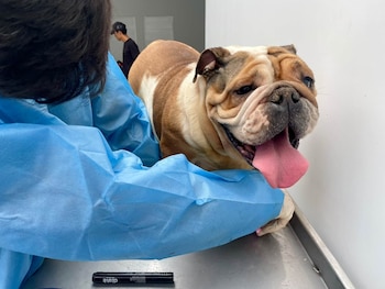 La intervención permitió trasladar a los animales a una veterinaria municipal, donde reciben atención. Entre los ejemplares había bulldogs franceses, ingleses, cachorros y perros criollos. Municipalidad de San Juan de Miraflores