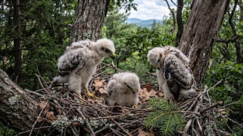 Los halcones de hombros rojos producen más crías hembras en territorios con mayor disponibilidad de presas