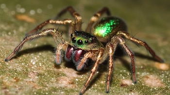 La araña aprovecha los nutrientes