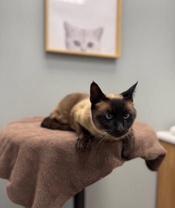 La familia Huff-Medina difundió el