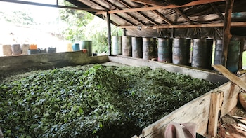 Autoridades destruyeron cinco laboratorios de