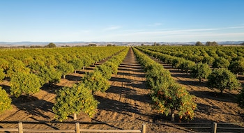 Vista aérea de un vasto campo agrícola con hileras ordenadas de árboles frutales cargados de naranjas maduras bajo un cielo azul claro.