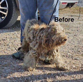 El poodle de aproximadamente tres
