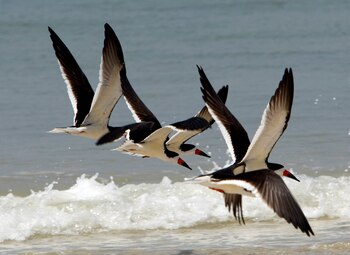 Turtle Beach, en Buck Island,