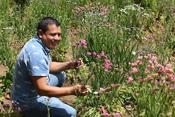Un hombre recoge flores de la especie Limonium sinuatum, conocida popularmente como "siempreviva" o "inmortal" el 18 de marzo de 2026 en San Pedro Las Huertas (Guatemala). EFE/ Alex Cruz