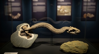 Fósil de serpiente ancestral de huesos marrones y cráneo con colmillos sobre soporte negro, parcialmente en roca gris. Otra roca y paneles difusos al fondo, dentro de vitrina de vidrio.
