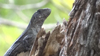 El aislamiento y la restauración