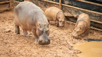 Comisión ambiental buscará capturar a los hipopótamos que merodean el Magdalena Medio