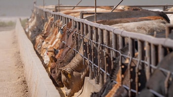 Una fila de ganado vacuno, de diferentes colores, con sus cabezas inclinadas, comiendo de un comedero largo de hormigón en un corral con vallas metálicas
