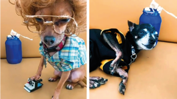 Perros interpretyan escenas de la