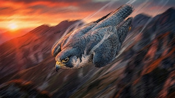 Cómo el animal más rápido del mundo logra cazar a 386 km/h sin que la presión del aire destruya sus pulmones